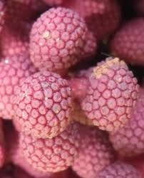 Image result for Sarcophyte piriei