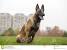 Belgian Shepherd Puppy