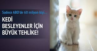 Kedi Beslemek Sizofreni Yapabilir Son Dakika Haberler