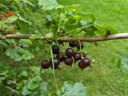 Image result for jostaberry