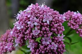 Image result for Valerianaceae