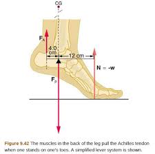 a 75 kg man stands on his toes by exerting an upward bartleby