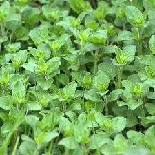 These ground oregano are unmissable cheat codes. Oregano Seed Origanum Vulgare Herb Plant Seeds