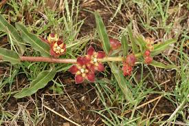 Image result for Pachycarpus concolor