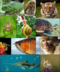 Biology For Kids Cells Organisms And The Diversity Of Life Biology For Kids Animal Classification What Is Biology