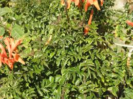 Image result for Tecomaria nyassae