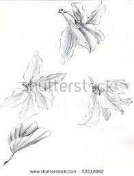 It is held every march in victoria park. Bauhinia Blakeana Flower Of Hong Kong