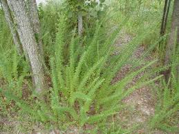 Image result for Sericorema sericea