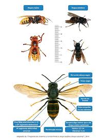 Métodos para la cría de reinas y para obtener jalea real. Stop Vespa Asiatica Home Facebook