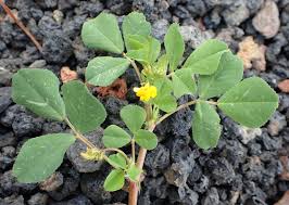 Image result for Medicago polymorpha