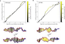 the three dimensional architecture of a bacterial genome and