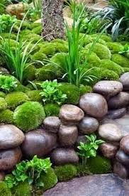 Check spelling or type a new query. 94 Irish Moss Ideas Plants Moss Garden Irish Moss