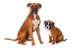 The number of siblings your puppy had can influence how big your puppy will grow. How Much Is A Boxer Puppy And Adult Dog With Calculator Petbudget