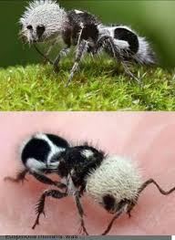 Image result for panda ant