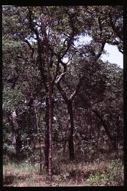 Image result for Brachystegia manga