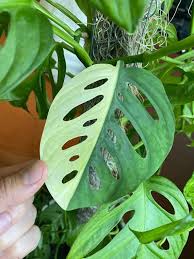 Variegated Monstera Adansonii Sticker Large Vinyl Decal Etsy Monstera Easy Care Plants Plants
