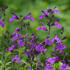 It has no significant negative characteristics. Salvia Mirage Deep Purple 1 1 5x 1 1 5 Salvia Salvia Greggii Plants