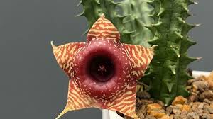 Image result for Huernia kirkii