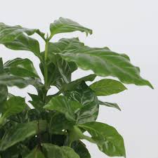Image result for Coffea schliebenii
