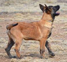 i have assumed that the cheeriest belgian malinoises are always the belgian malinoises surrounded by the most caring owners malinois