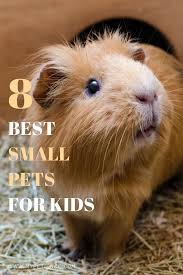 As A Parent It S A Smart Move To Have The Best Small Pets For Kids To Bring Up Their Responsibilities Bu Best Small Pets Small Pets For Kids Animals For Kids