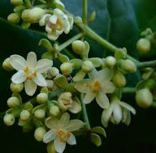 Image result for Hernandiaceae