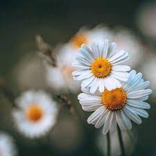 Daisy Aesthetic Tumblr Nature Photography Flower Aesthetic Flower Landscape