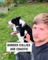 Border collies are chaotic 🤣