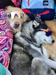 Pin By Livia Rhoton On Dogs With Glassezzz Pit Viper Cute Animal Photos Cute Little Animals