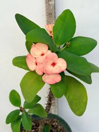 Image result for Euphorbia plenispina