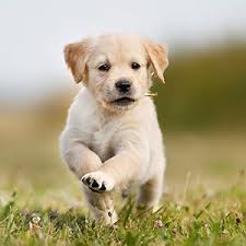 Farmina Pet Foods Yavru Kopekler