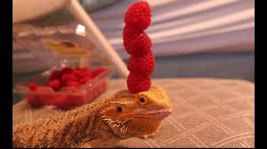 For a collection of 20 adorable animals in hats, click on this article. Animals Wearing Fruit Hats Posts Facebook