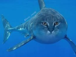 Animal bodies with cat faces: Instagram Artist Photoshop S Cat Faces Onto Any Animal 40 Pics In 2021 Animal Mashups Weird Animals Animals