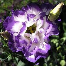Image result for eustoma Balboa