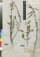 Image result for Dyschoriste nagchana