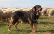 Spanish Mastiff Dog Breed