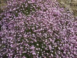 Baby S Breath Seeds Gypsophila Perennial Flower Seeds Flowers Perennials Rose Seeds Indoor Flowers