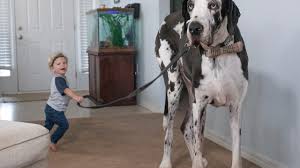Trainpetdog.com has been visited by 10k+ users in the past month Florida Great Dane Named Atlas Might Be World S Tallest Living Dog