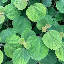 Image result for Boehmeria macrophylla