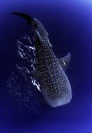  23 Ide Koi Ikan Binatang Hewan