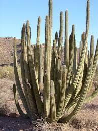 How much water do cacti need, and how often? Stenocereus Thurberi Organ Pipe Cactus Succulents Network