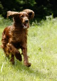 Irish Setter Irish Setter Dogs Irish Setter Setter Puppies