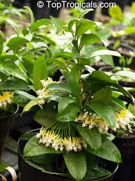 Image result for hoya multiflora