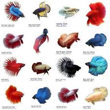 Bettas Tail Types Betta Aquarium Betta Fish Types Tropical Fish Aquarium