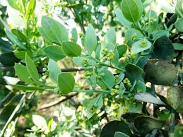 Image result for Osyris compressa