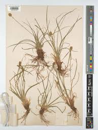 Image result for Kyllinga alba