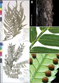 Image result for Ptisana