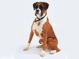 A Boxer Is A Breed Of Stocky Medium Sized Short Haired Dogs Bred In Germany Their Coat Is Smooth And Tight Fitting Boxer Dogs Boxer Puppies Loyal Dog Breeds