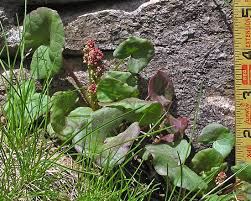 Image result for Alvesia cylindricalyx