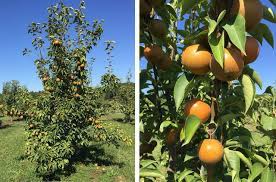 Гаара vs урашики обладатель ринненгана. Asian Pear A Potential Alternative Fruit Crop For Growers In The Mid Atlantic Region In Hortscience Volume 51 Issue 11 2016